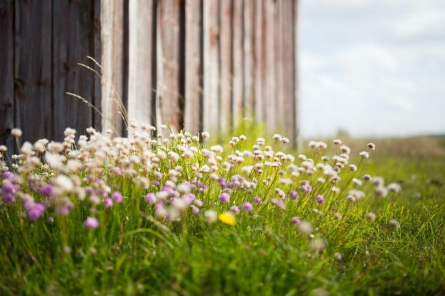 Tiny flowers by the barn