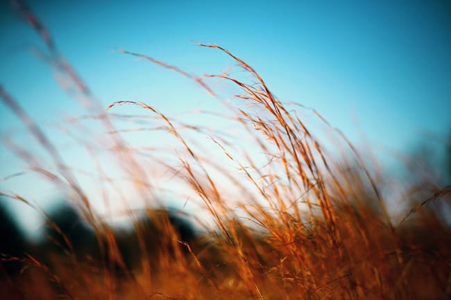 Fiery grass against a blue sky