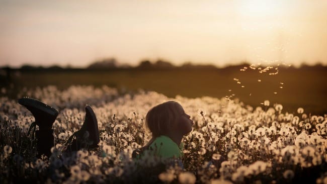 Dandelion wish