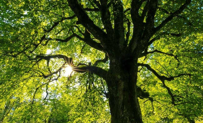 Tree in backlight