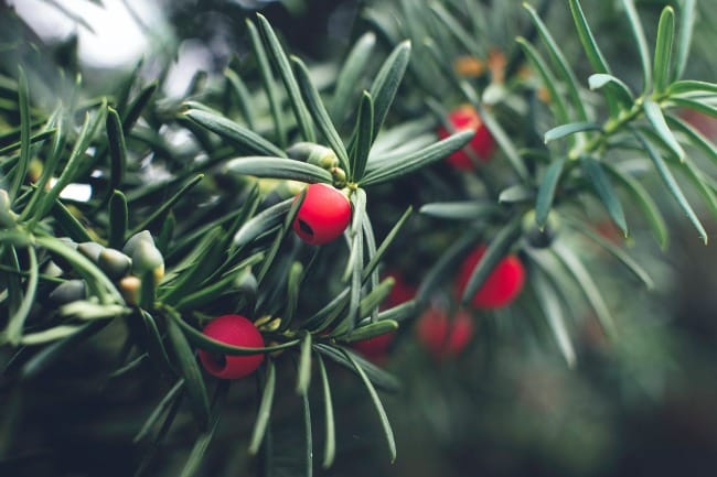 Taxus baccata