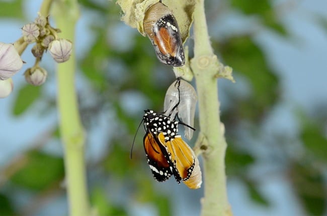 Queen Butterflies are cousins of popular Monarch butterfly.
I'll Watch Nature by
My Macro Lens .........
Location : Ahmedabad, Gujarat, INDIA
Model : NIKON D7000