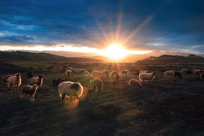 A flock of sheep grazing in the nature around Mashhad.