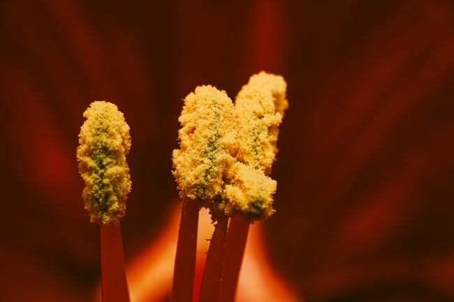 Macro of an amaryllis bloom with an emphasis on the stamen, particularly the pollen-covered anther.