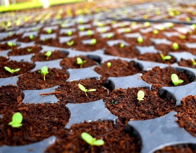 Closeup on young plants in a nursery