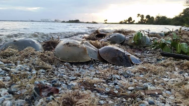 Practical Earthkeeping: Volunteer Biodiversity Restoration