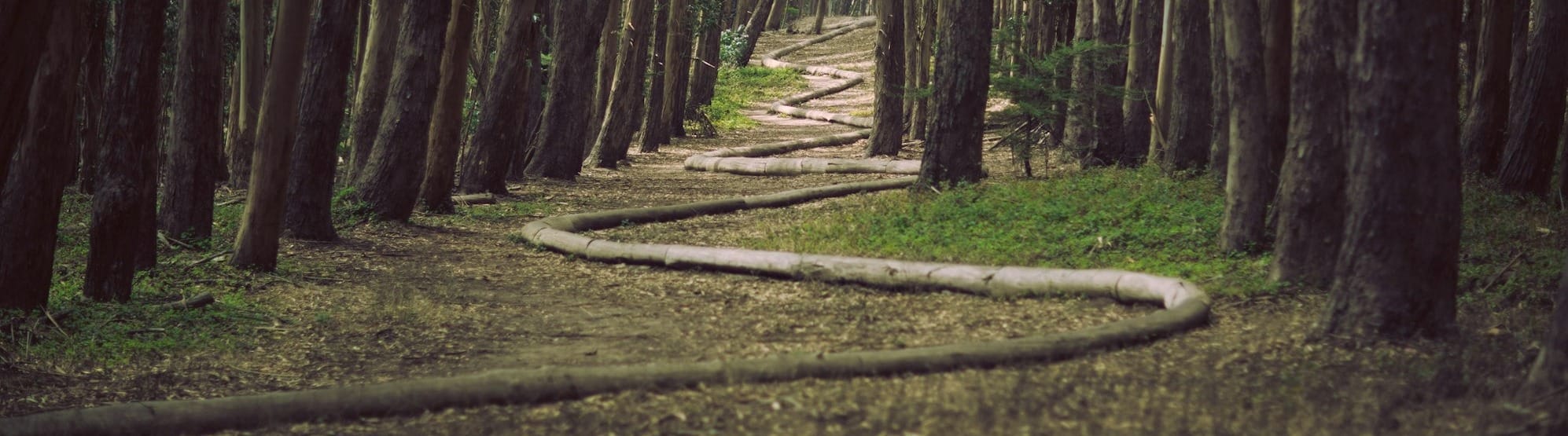 landscape photography of pathway surrounded by trees