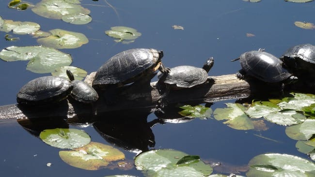 The Art of Creation: May Spring Come