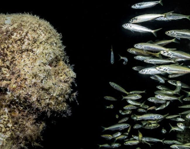 The Art of Creation: Sunken Sculpture, Living Art