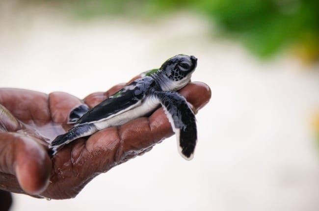 The Art of Creation: All We Can Save