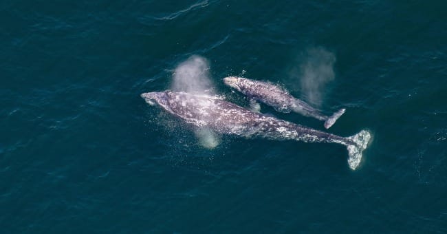 The Art of Creation: Poetry and Policy