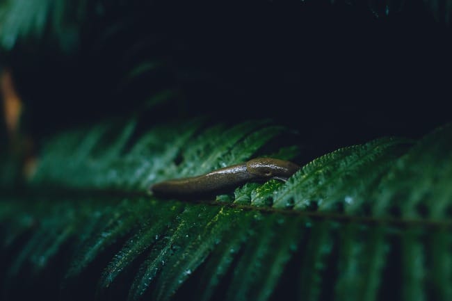 Practical Earthkeeping: Embracing the Meadow—A Brief Ethic of Pest Control