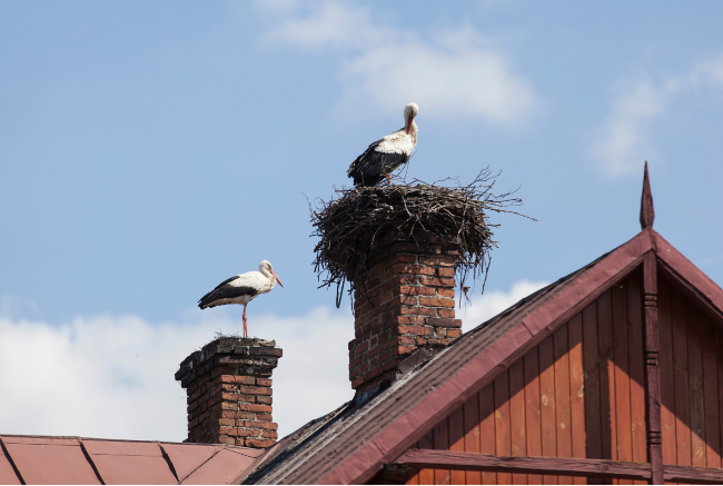 The Art of Creation: Storks and Other Winged Creatures