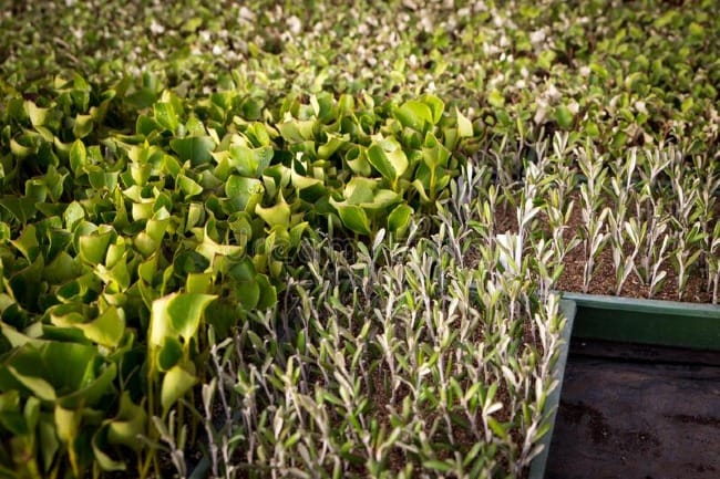 Practical Earthkeeping: The Benefits of Native Plants