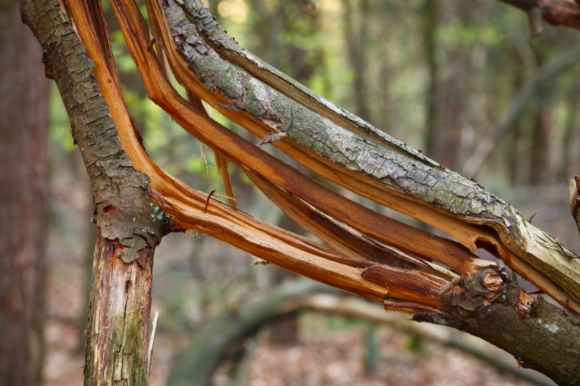 Shift #6: An Interconnected Church