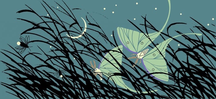 The Art of Creation:  Wings, Not Feathers