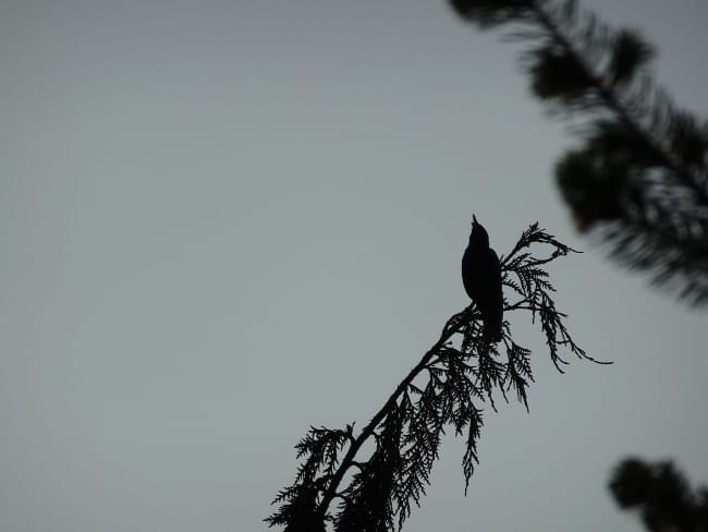 The Art of Creation: Recognizing My Neighbors