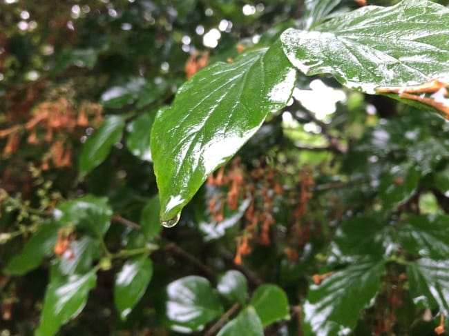 The Art of Creation: A Practice of Praise