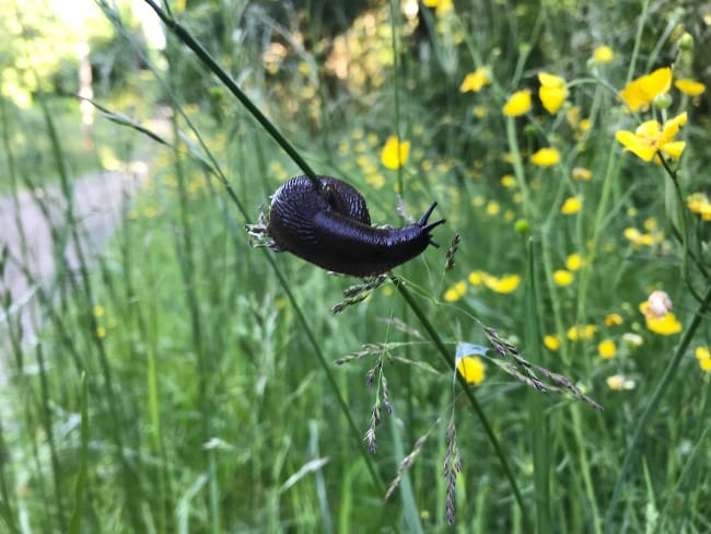 The Art of Creation: For the Snail