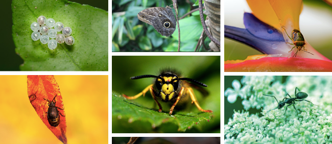 Think Before You Stomp