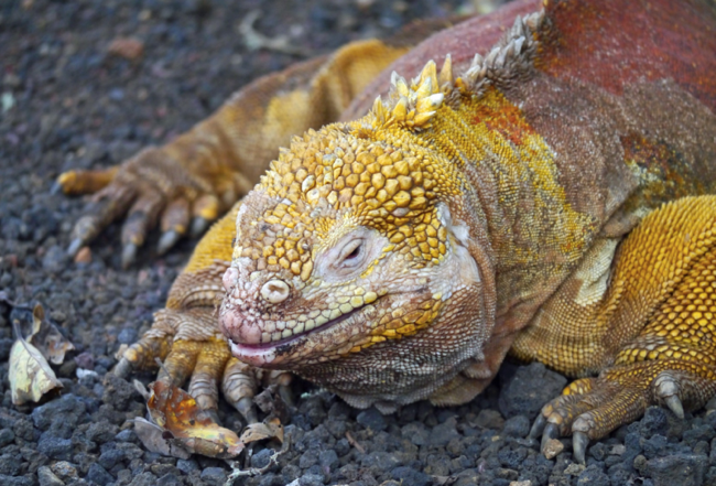 Embracing Adaptation