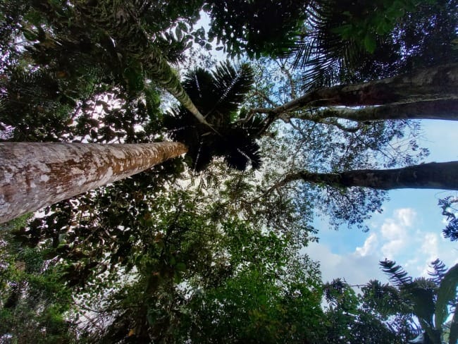 The Art of Creation: A Work of Restoration