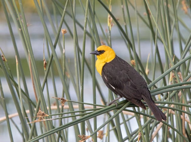 Practical Earthkeeping: Spring Migration