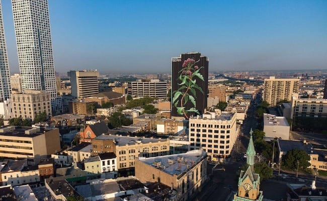 The Art of Creation: Among the Weeds