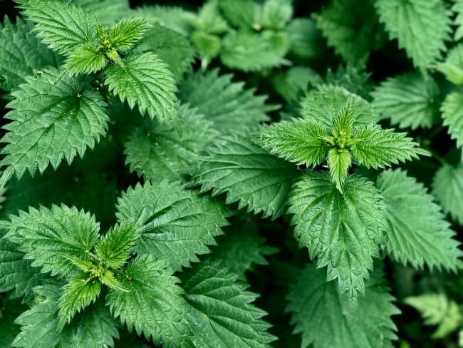 A Fistful of Nettles