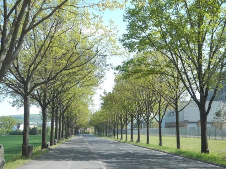 The Art of Creation: Trees in the City