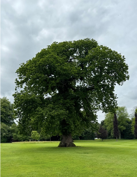 Rethinking the Tree of Life