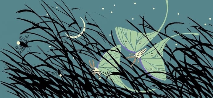 The Art of Creation:  Wings, Not Feathers