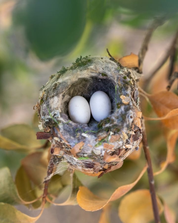 The Art of Creation: In a Whir of Wings